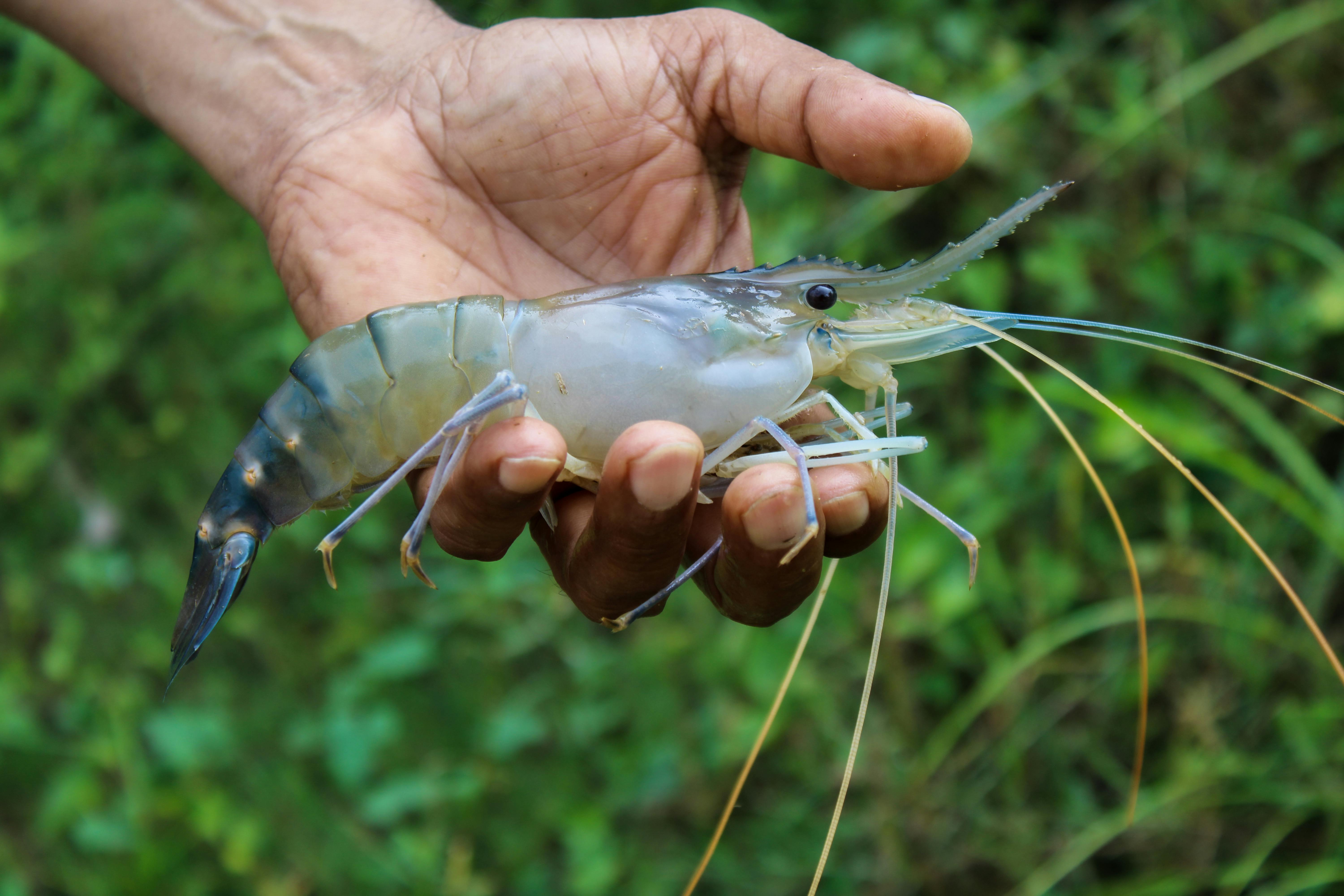 Building a Traceability System for Shrimp Export Compliance
