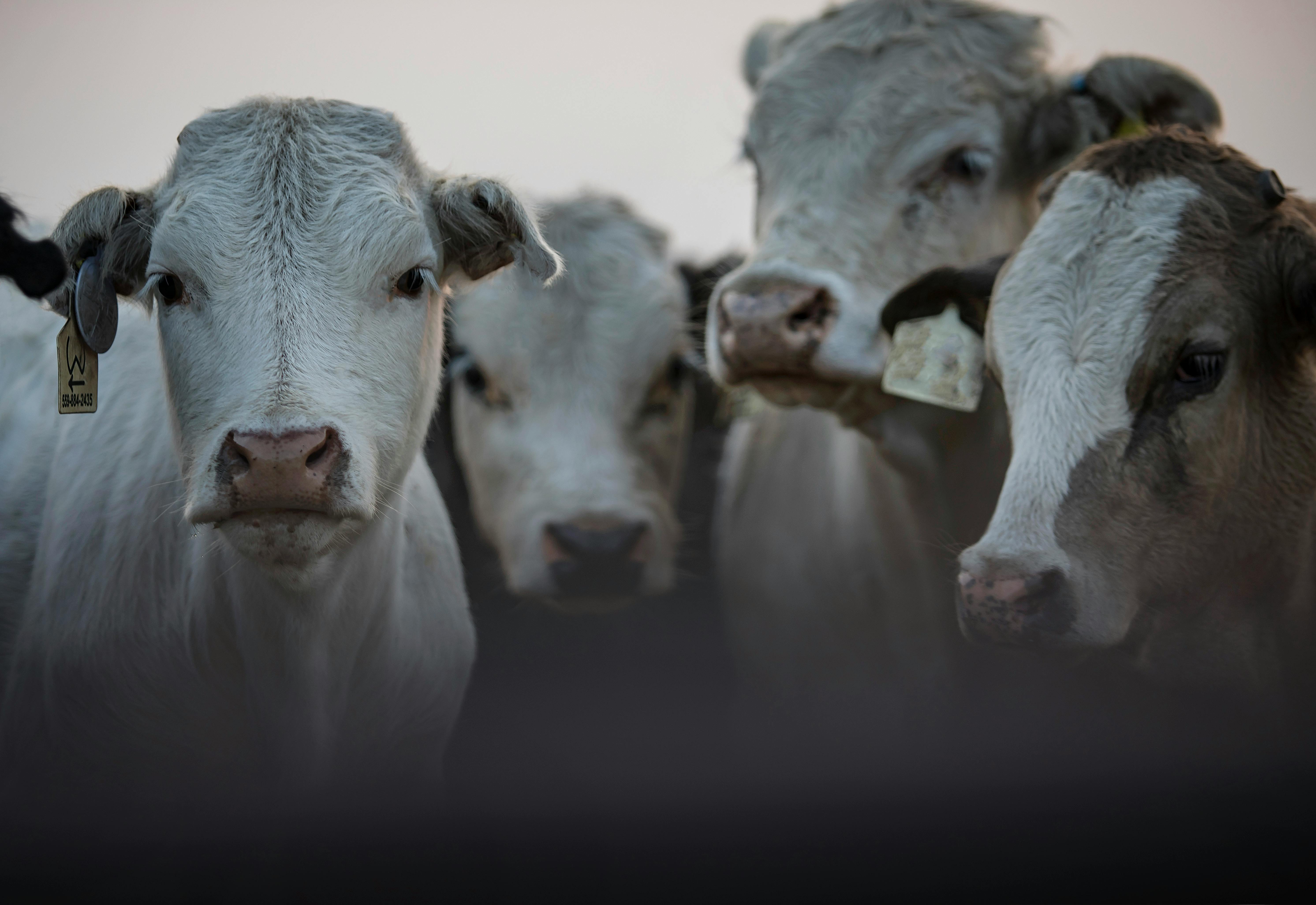 How Mimba Helped a Military Dairy Farm Digitise 12500 Cattle