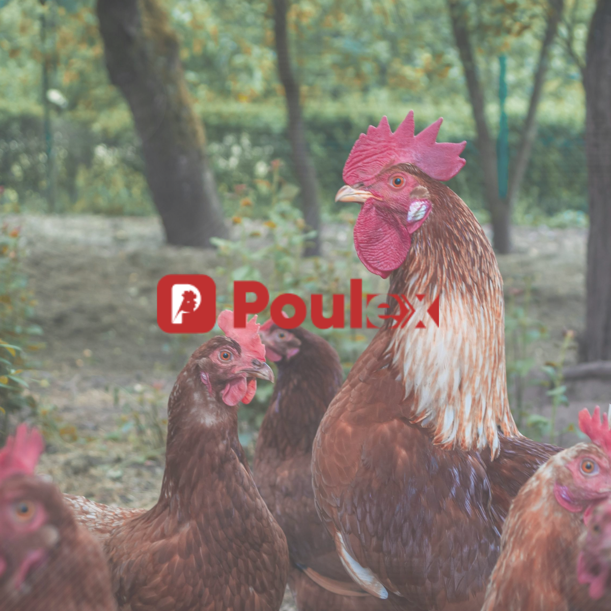Poulex